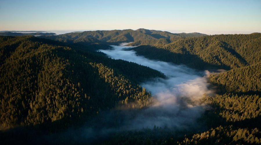 apple restore fund california redwoods